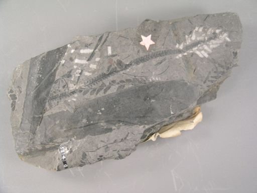 Odontopteris gracillima