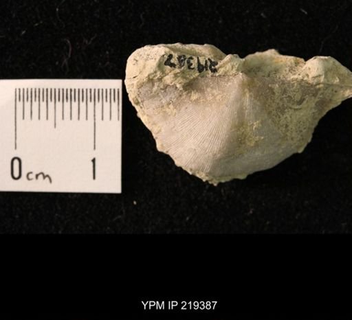 Chonetes granulifer