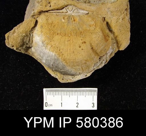 Strophodonta sp.