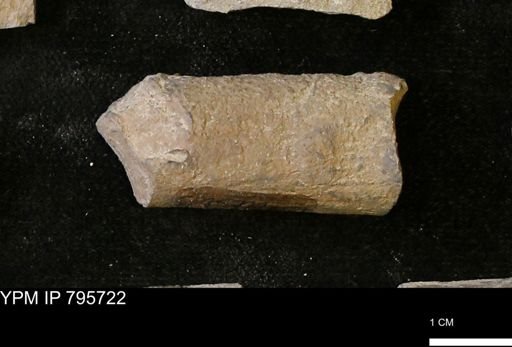Baculites sp.