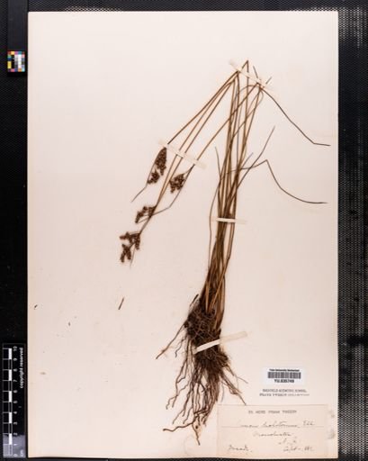 Juncus dichotomus