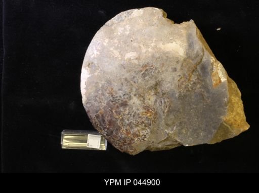 Sphenodiscus lenticularis