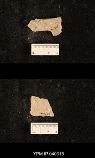Lecorium elongatum