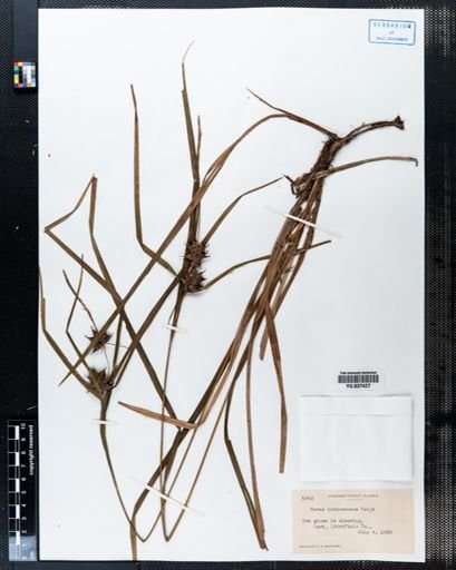 Carex intumescens