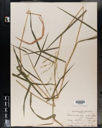 Leersia oryzoides