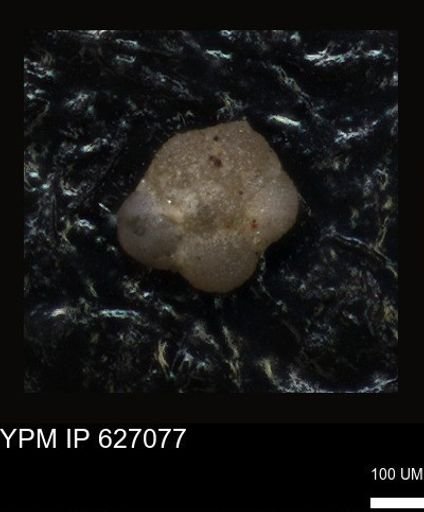 undet. Foraminiferida