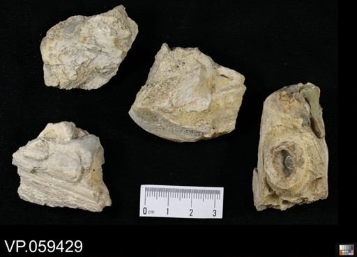 undet. Mosasauridae