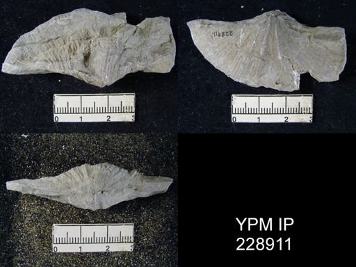 Neospirifer latus