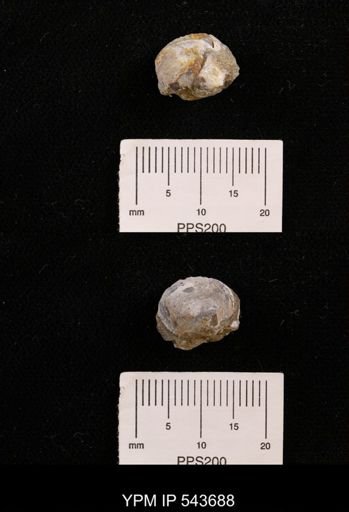 Protocardia sp.