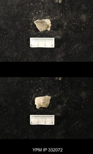 Heterotrypa?