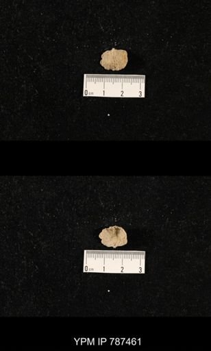 undet. Brachiopoda