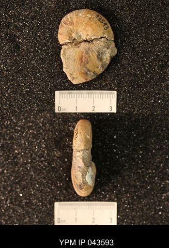 Hoploscaphites nicolletii