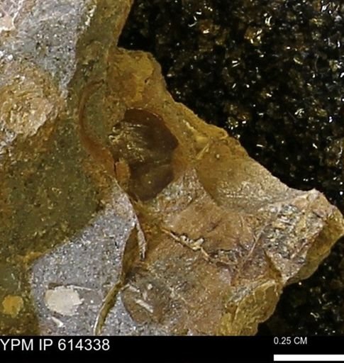 Limopsis striatopunctatus