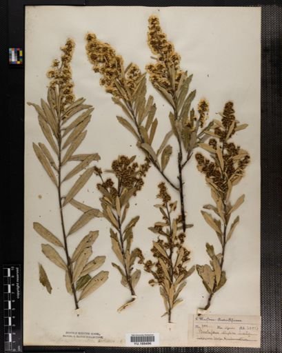 Plantae