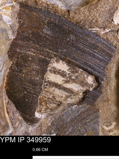 Limopsis striatopunctatus