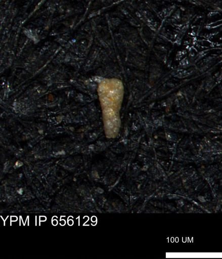Verneuilinoides kansasensis