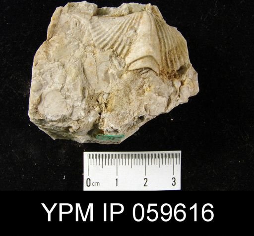 Spirifer hemicyclus
