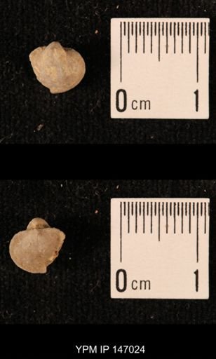 Ambocoelia planoconvexa