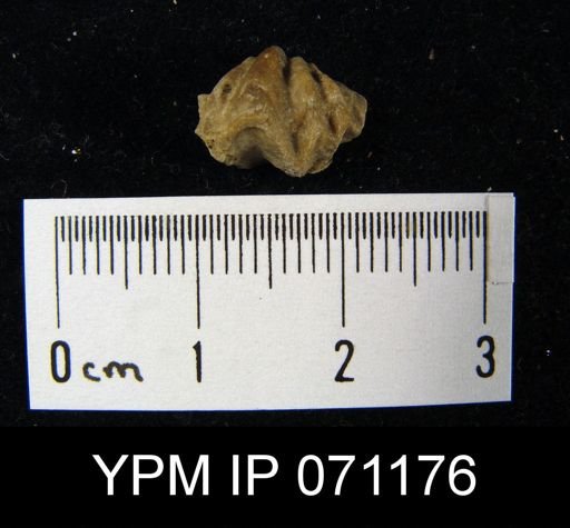 Delthyris saffordi