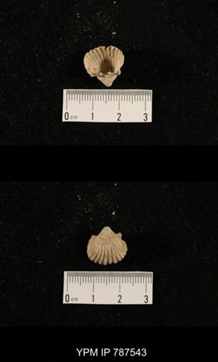 undet. Brachiopoda