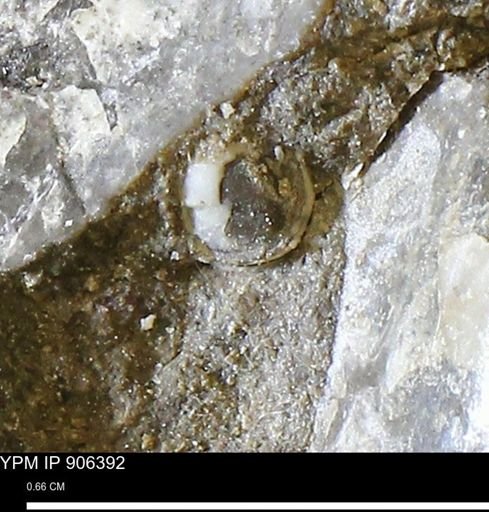undet. Mollusca