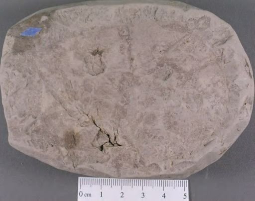 Menispermites borealis