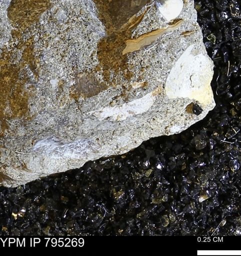 undet. Bivalvia