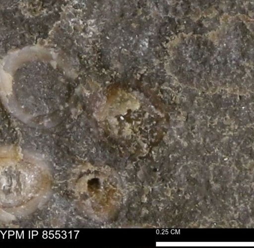 undet. Mollusca