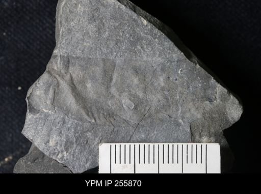 Eurypterida