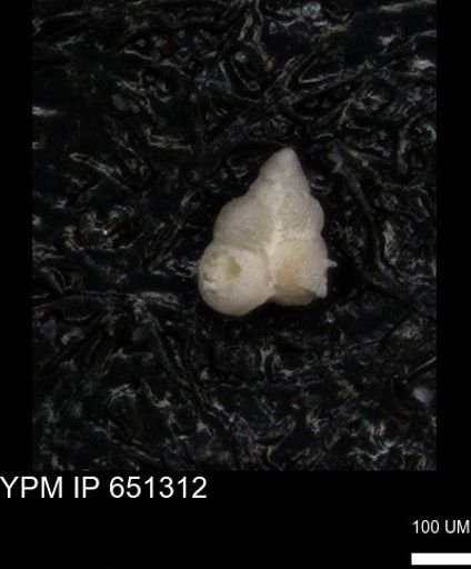 undet. Heterohelicidae