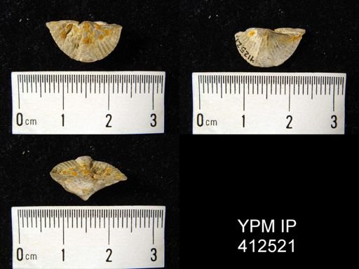 Cyrtina missouriensis