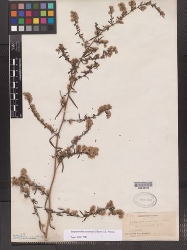 Symphyotrichum racemosum
