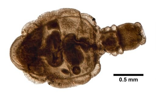 Branchiobdella instabilia
