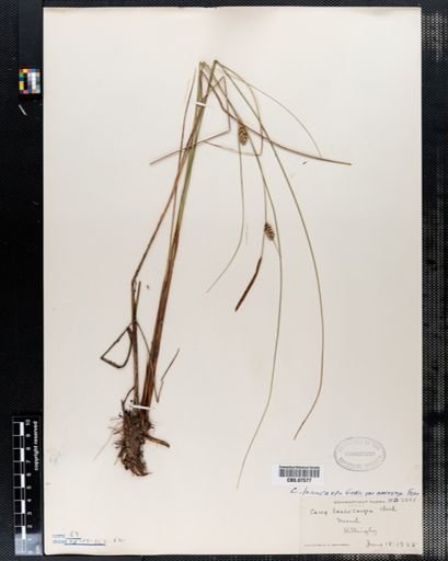 Carex lasiocarpa americana