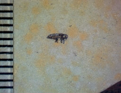 undet. Coleoptera