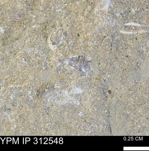 undet. Mollusca