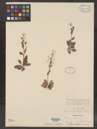 Plantae
