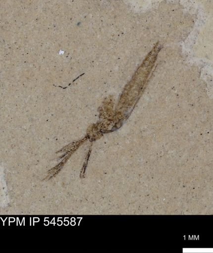Tipulidae?