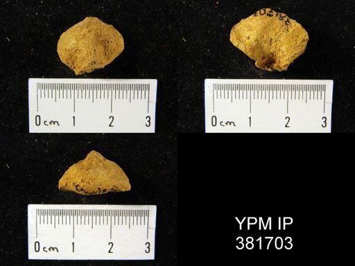Eatonia peculiaris