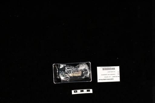 Lepisosteus platyrhincus