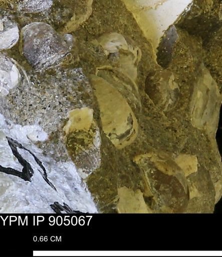 undet. Bivalvia