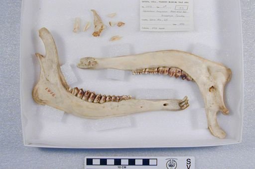 Odocoileus hemionus