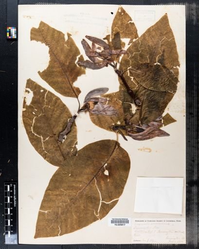Magnolia acuminata