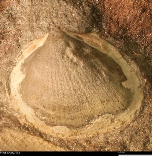 Ammonoidea