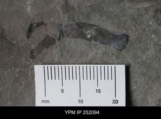Eurypterus sp.