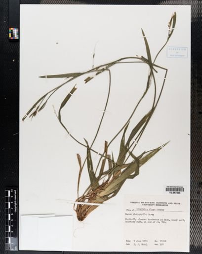 Plantae