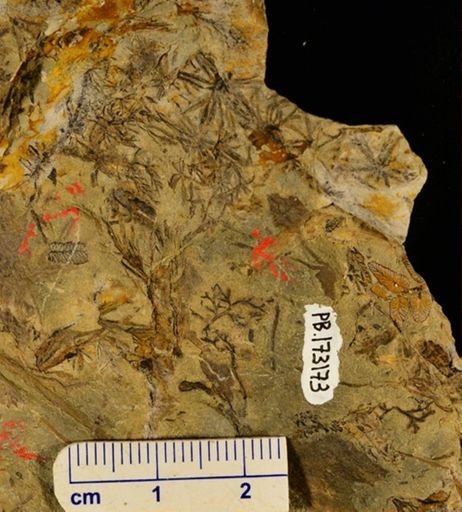 Asterophyllites sp.