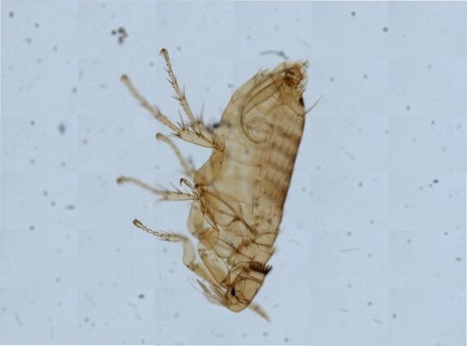 Nosopsyllus fasciatus
