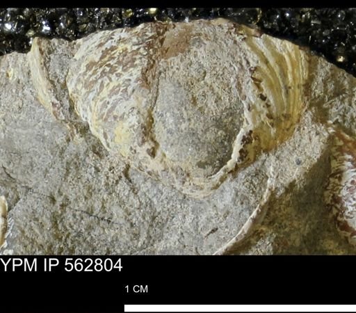undet. Bivalvia