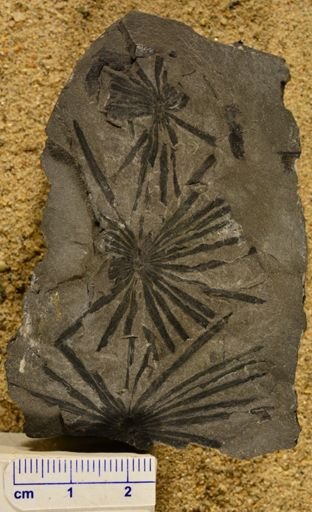 Annularia longifolia